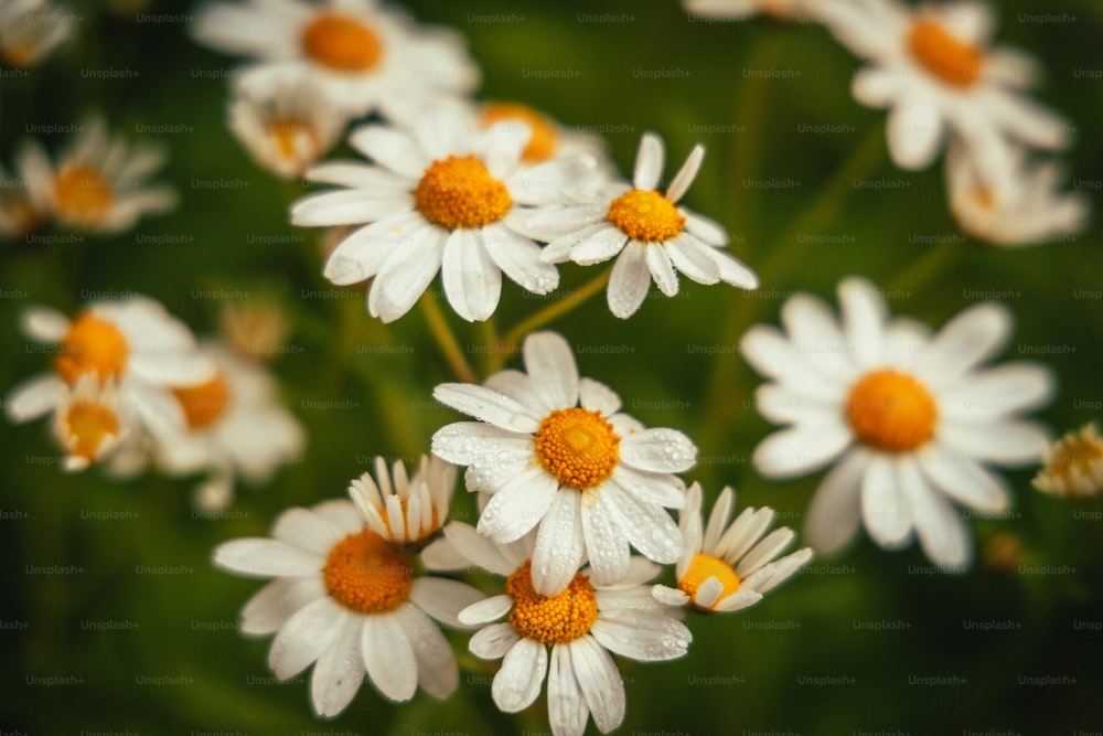 a bunch of white and yellow daisies in a field