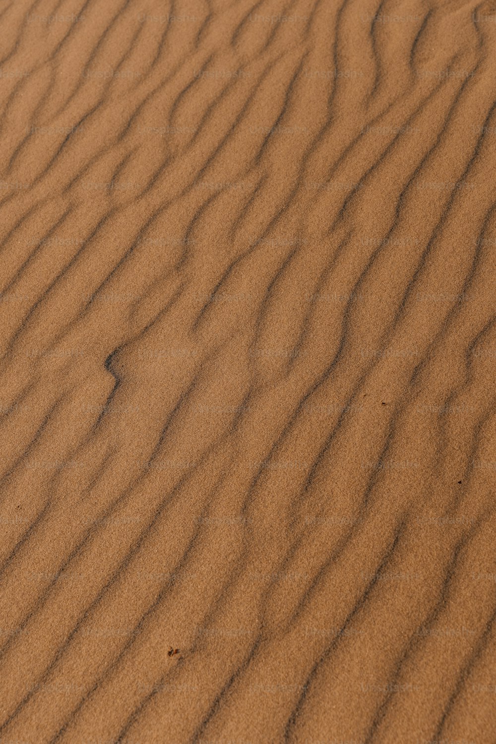 小さな草が生えている砂丘