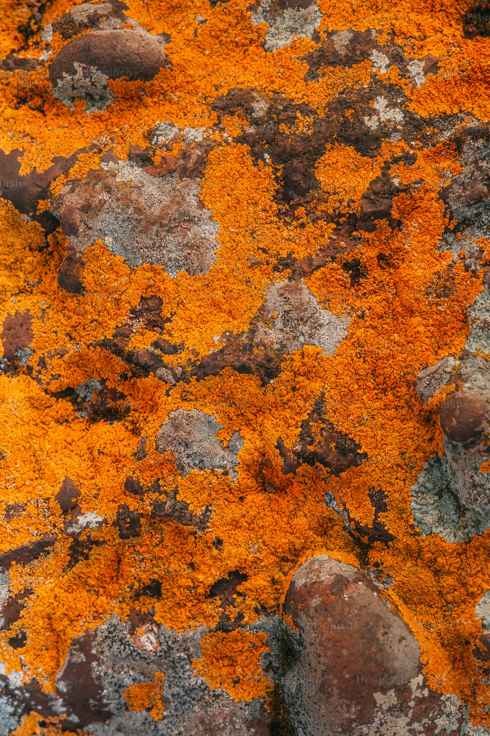 a close up of a rock with orange lichen on it