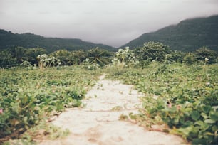 a dirt path through a lush green forest