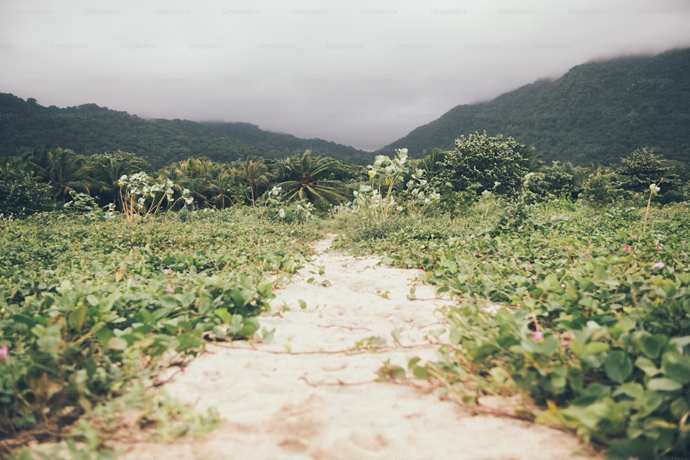 a dirt path through a lush green forest