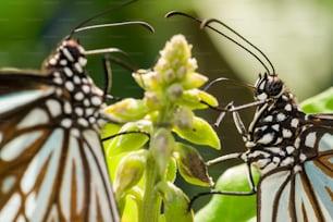 un par de mariposas sentadas encima de una planta verde