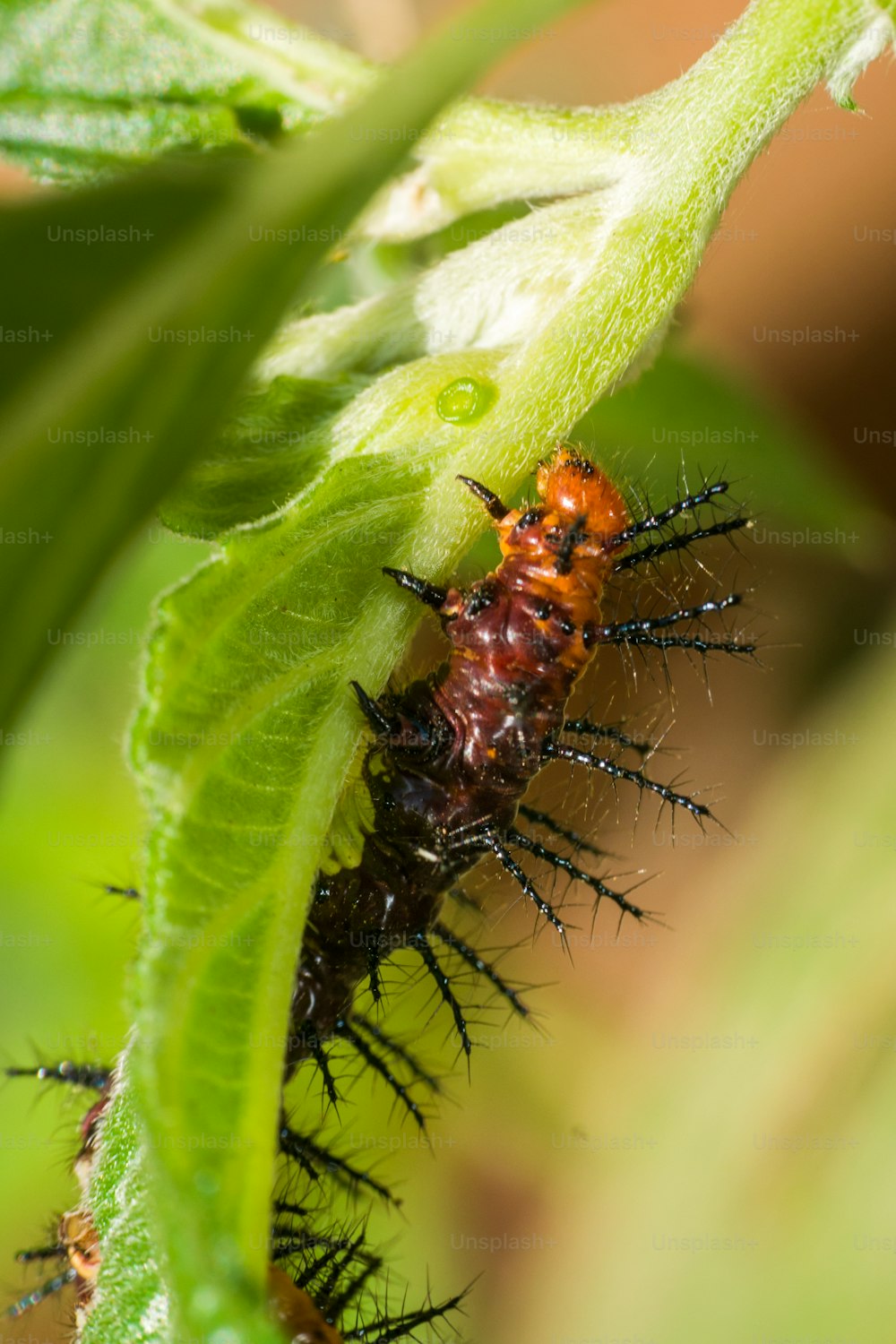 a close up of a caterpillar on a leaf