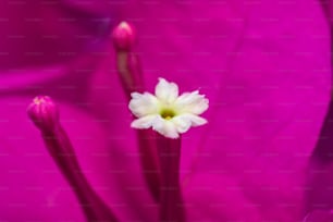 eine Nahaufnahme einer rosa Blume mit weißer Mitte