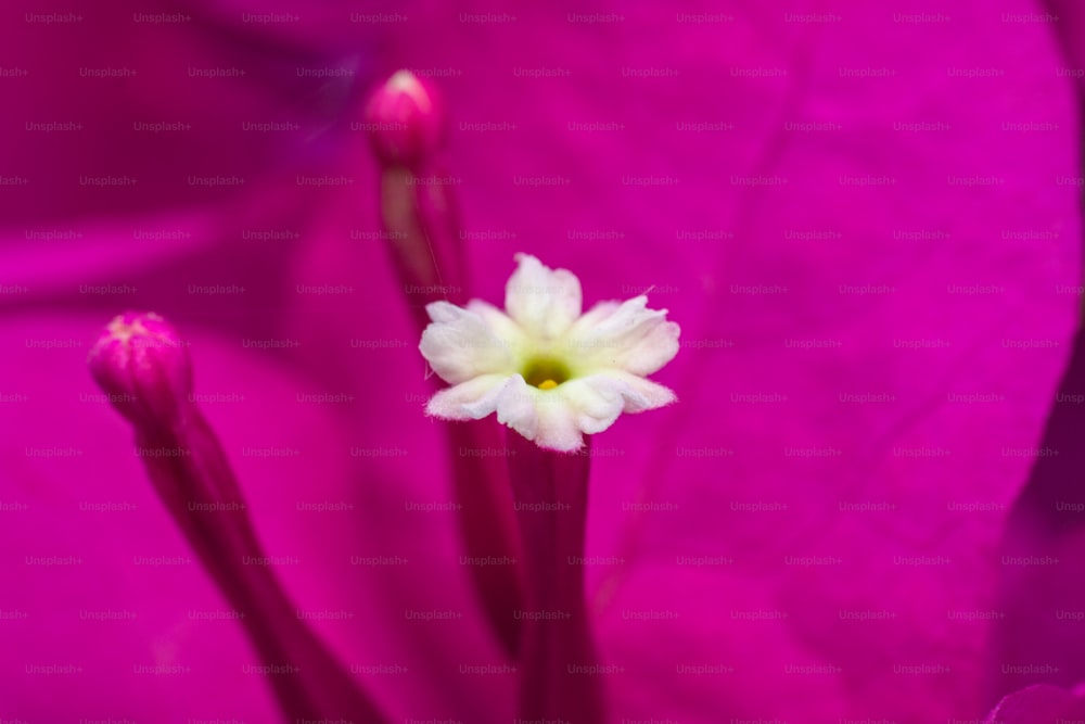 Gros plan d’une fleur rose avec un centre blanc