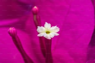 a close up of a pink flower with a white center