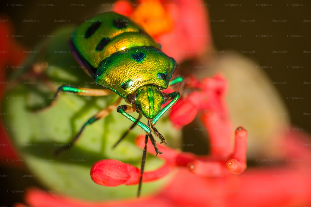 a close up of a green bug on a flower