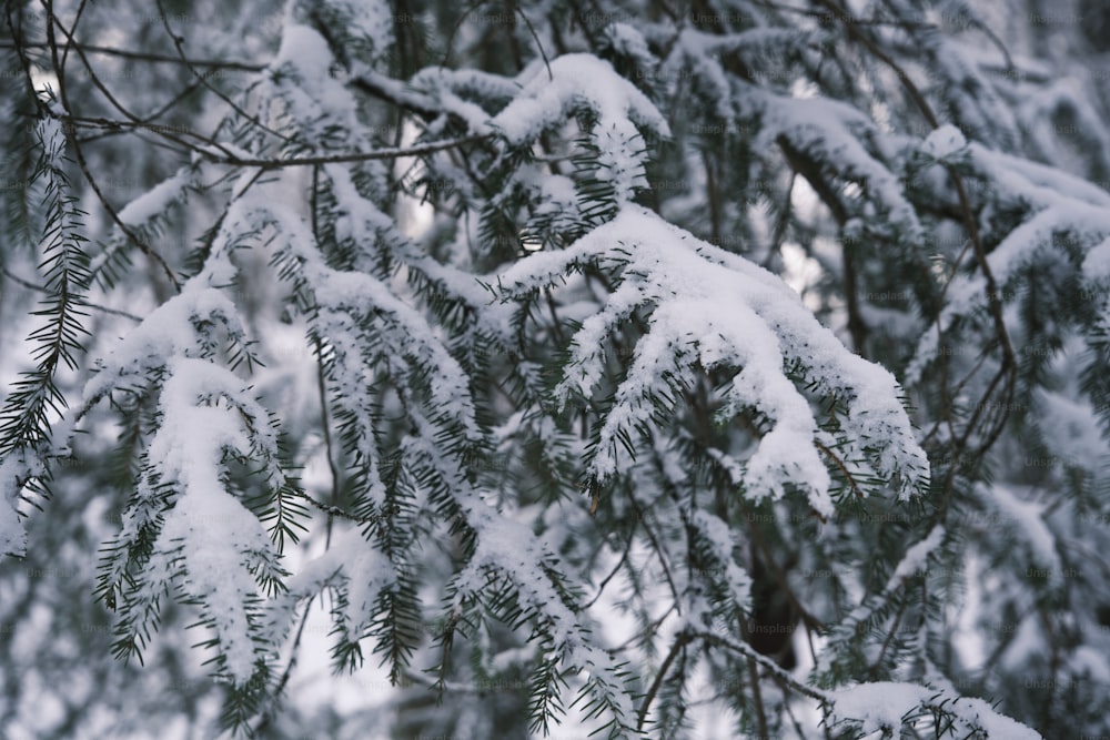 un pino coperto di neve con molti rami