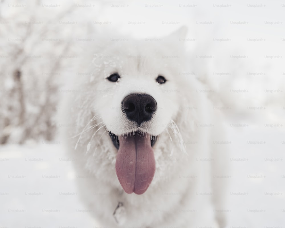 a white dog with its tongue hanging out in the snow