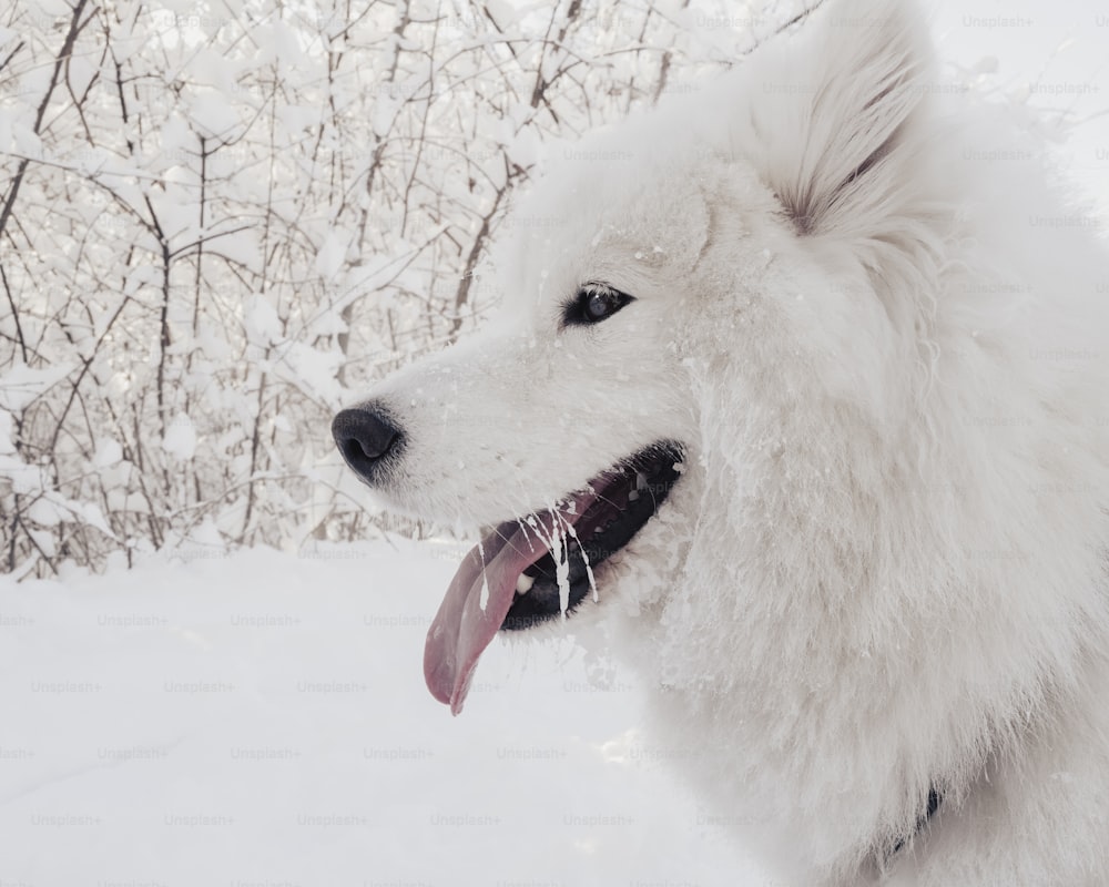Un cane bianco con la lingua fuori nella neve