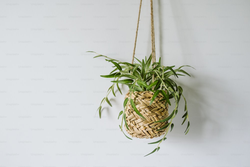 a plant hanging from a rope on a wall