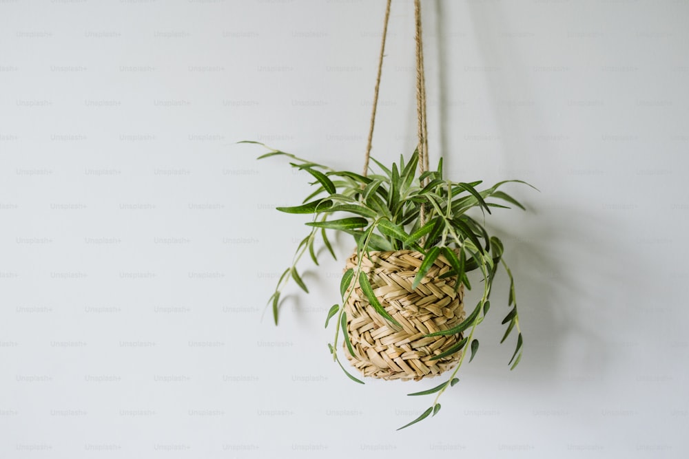Eine Pflanze, die an einem Seil an einer Wand hängt