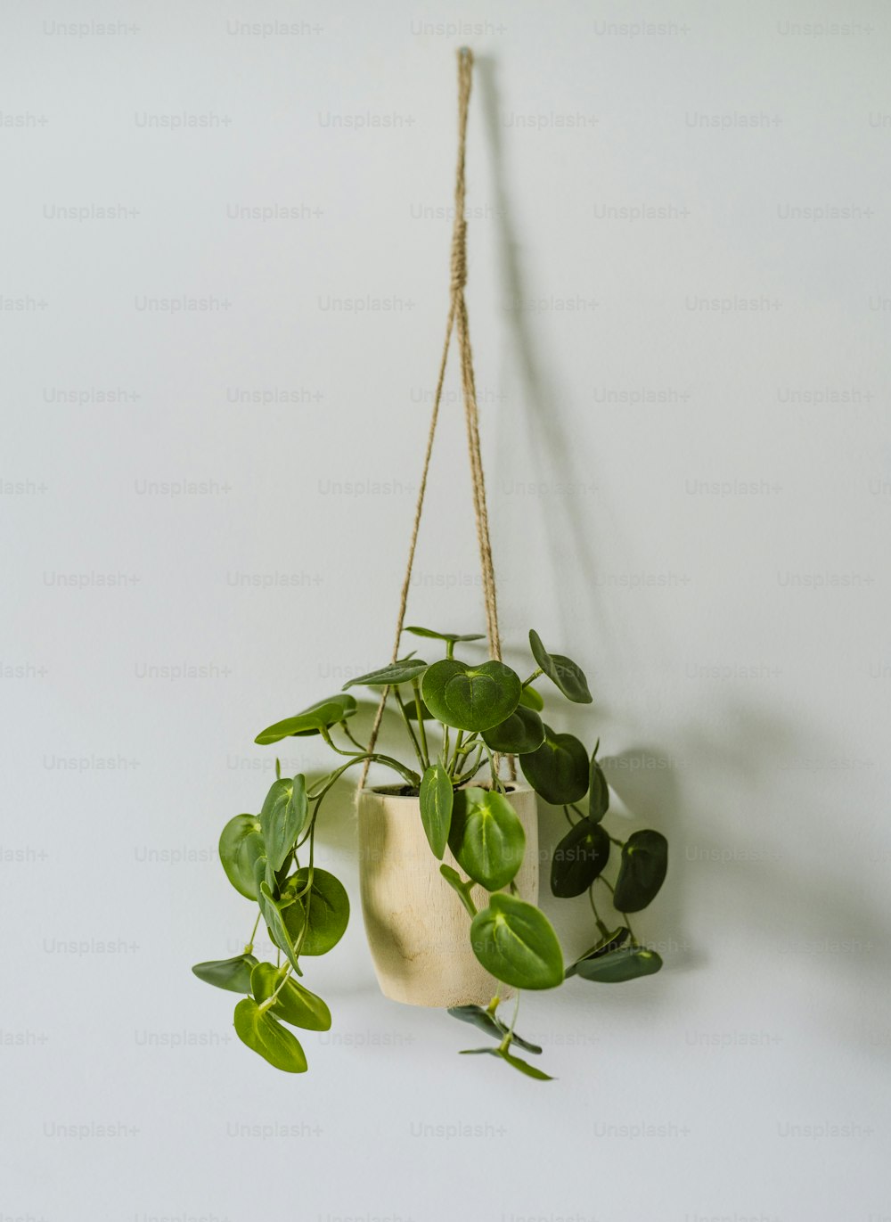 une plante suspendue à une corde sur un mur