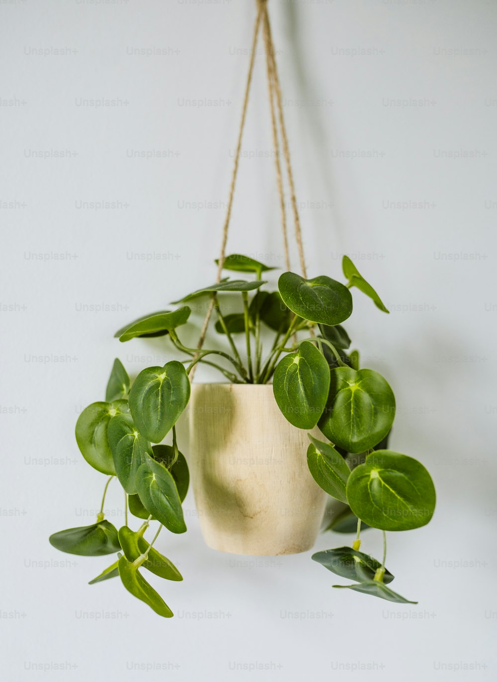 a potted plant hanging from a rope