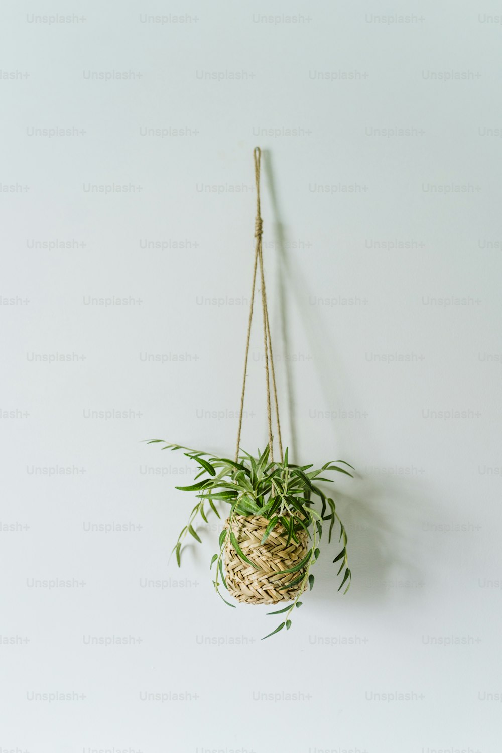 a plant hanging from a rope on a wall