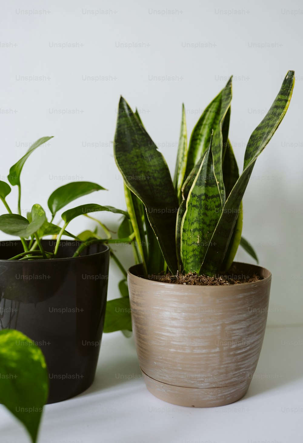 un paio di piante in vaso sedute sopra un tavolo
