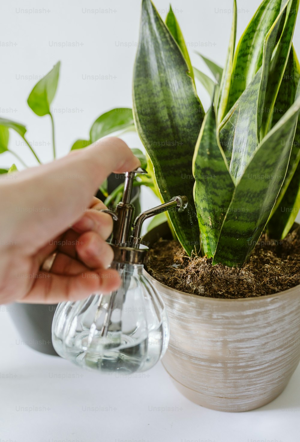 a person is watering a potted plant with a water faucet