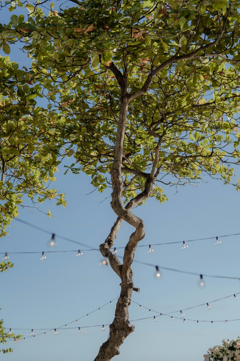 un arbre avec des lumières suspendues à ses branches