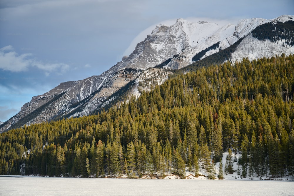 前景に松の木がある雪に覆われた山