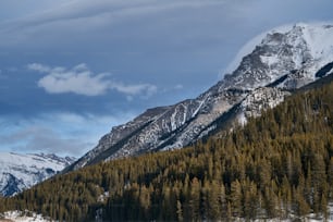 a snow covered mountain with pine trees in the foreground