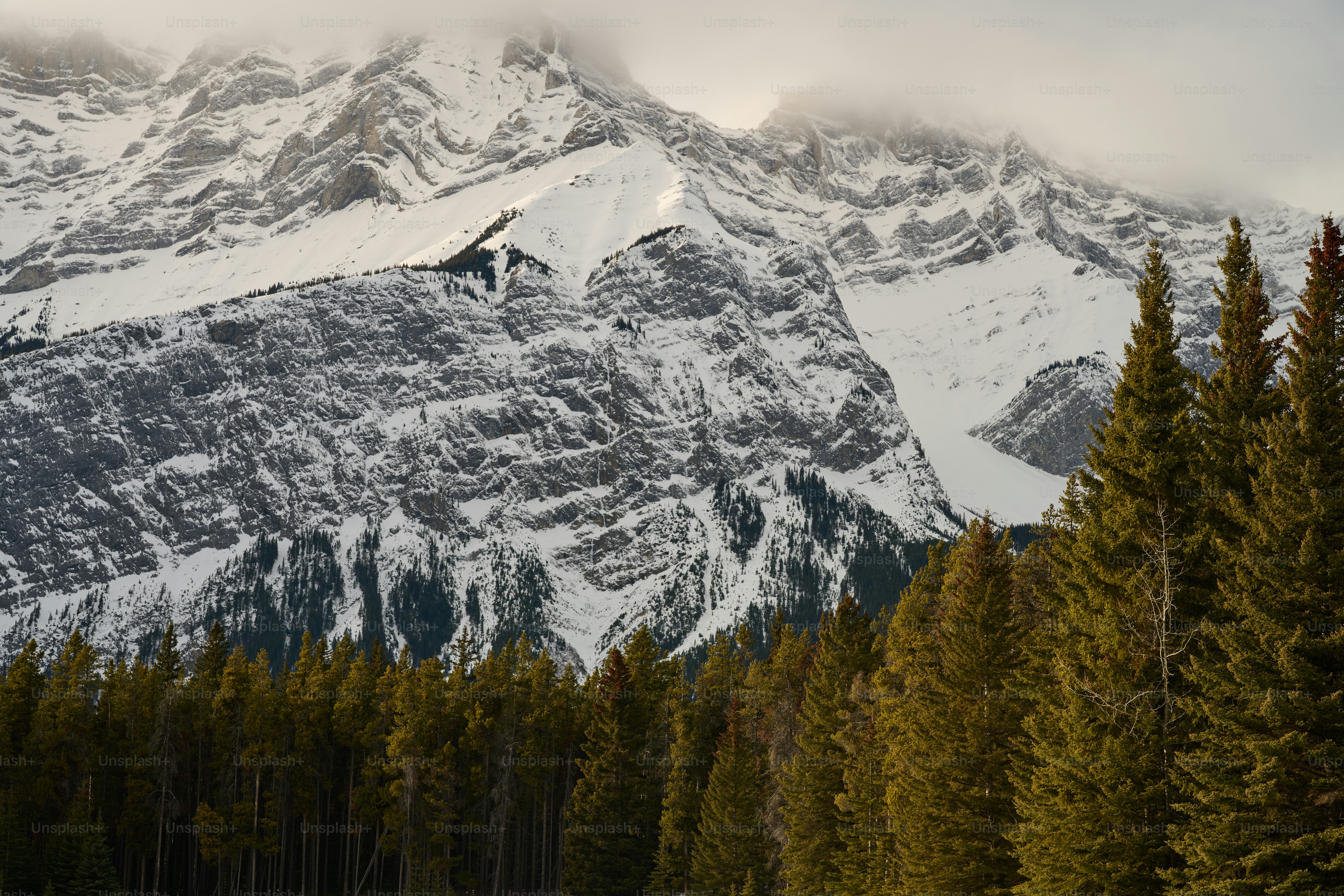 a mountain covered in snow surrounded by pine trees
