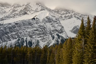 Ein schneebedeckter Berg, umgeben von Pinien