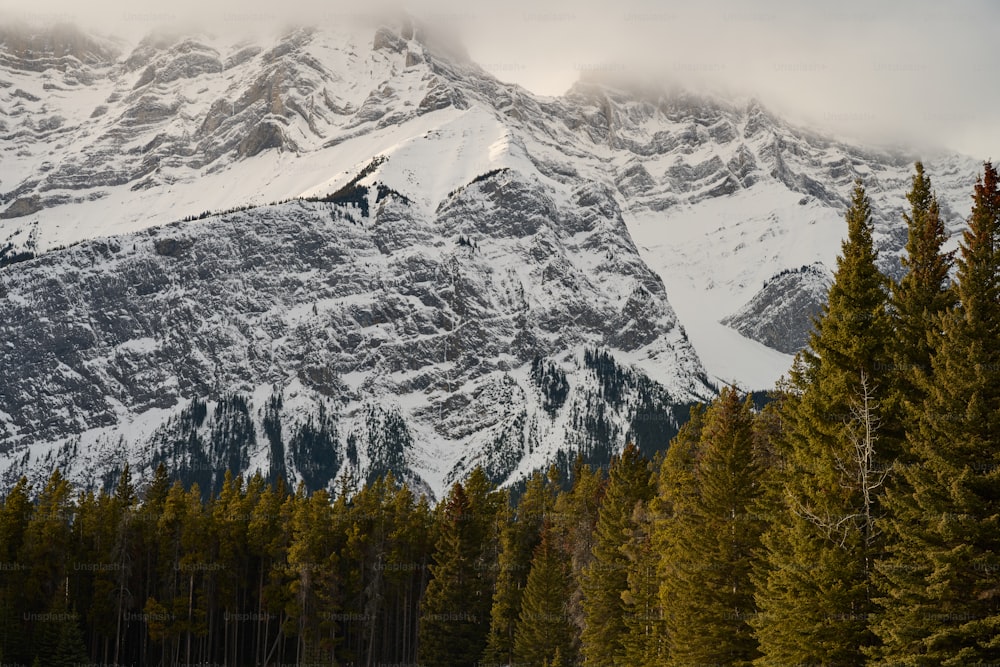 uma montanha coberta de neve rodeada por pinheiros