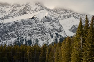 a mountain covered in snow surrounded by pine trees