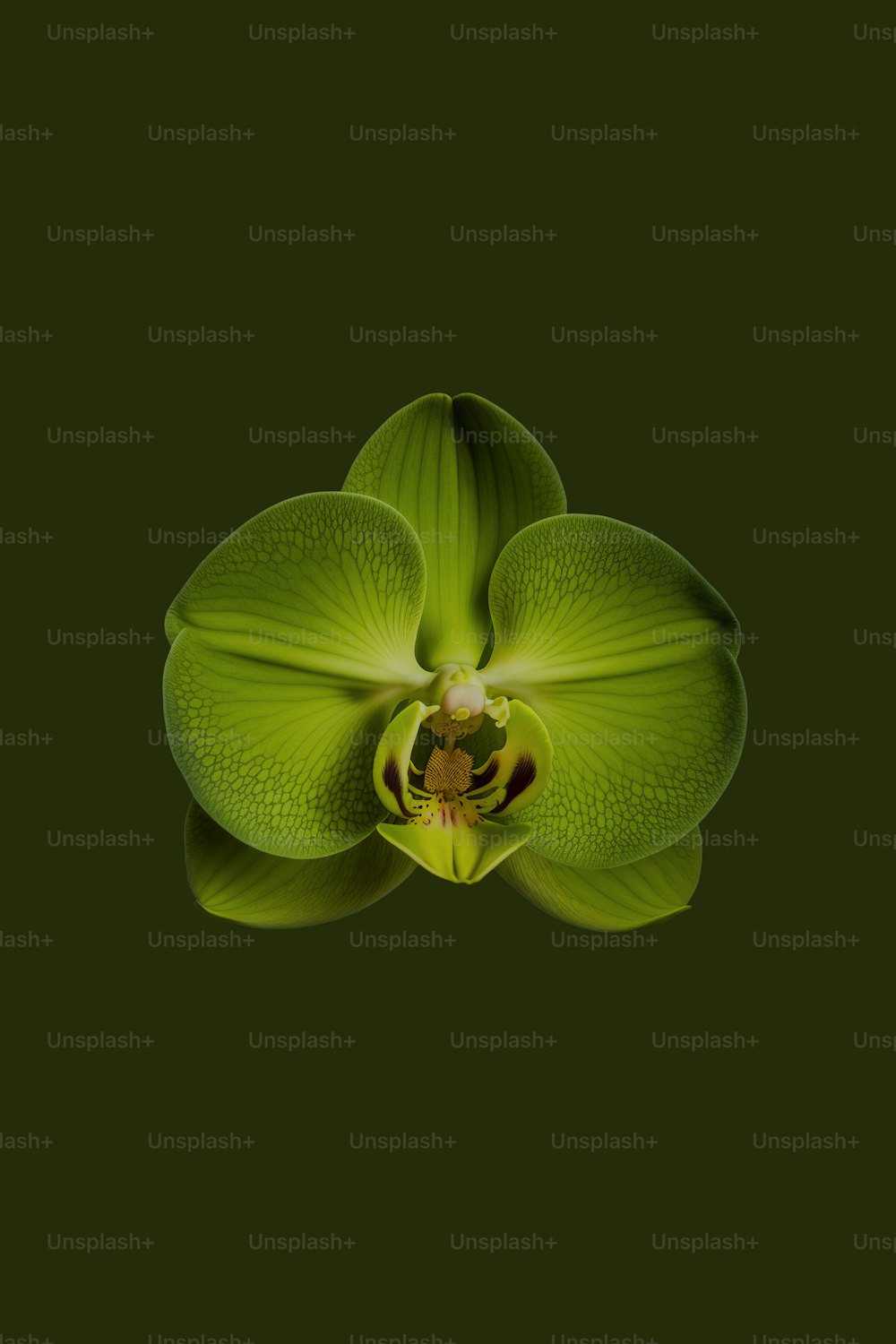 Una flor verde con un fondo verde