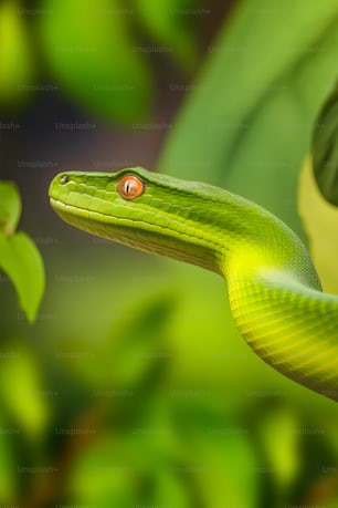 a close up of a green snake on a branch
