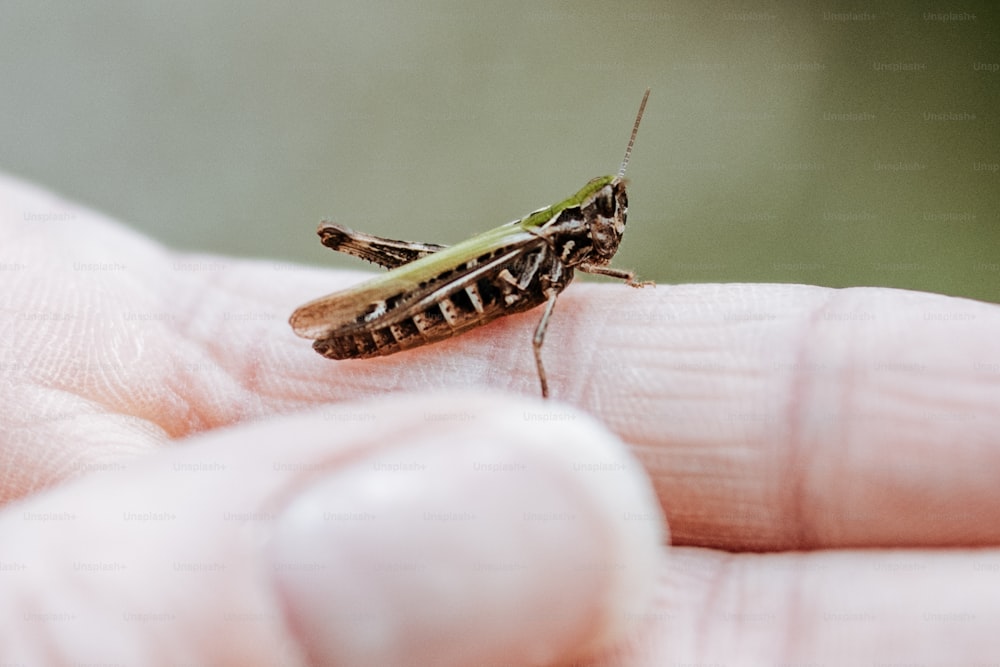 a close up of a person holding a grasshopper
