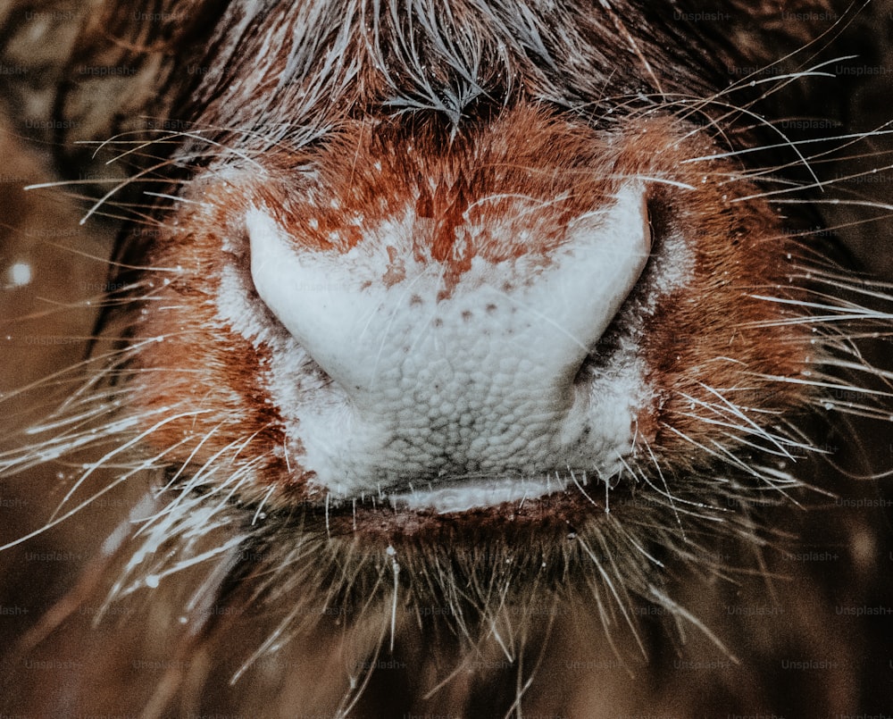 um close up do nariz de uma vaca
