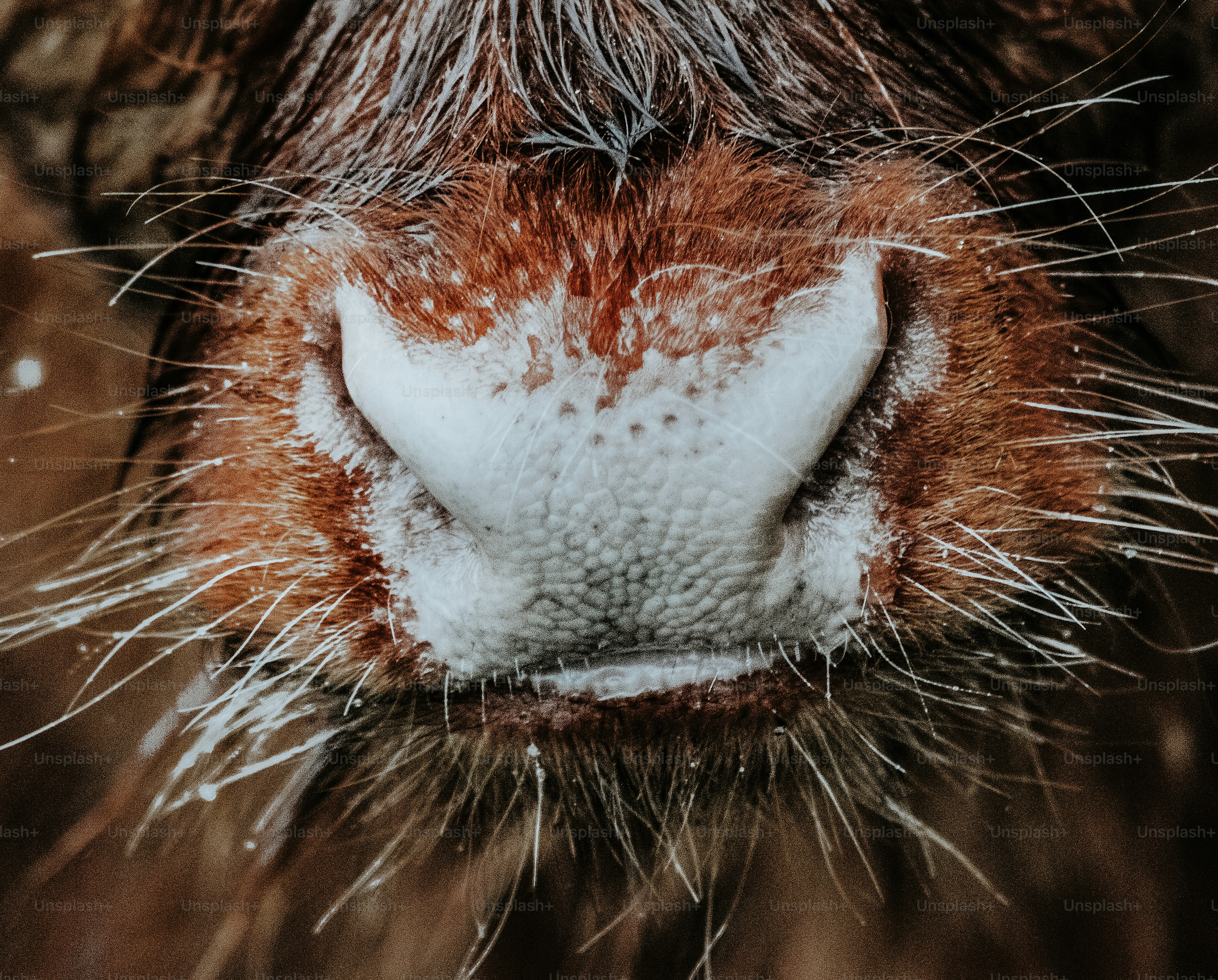 a close up of the nose of a cow