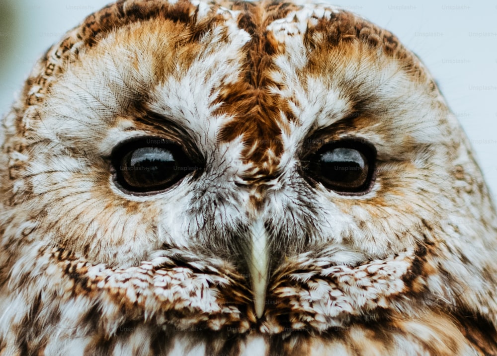 a close up of an owl with big eyes