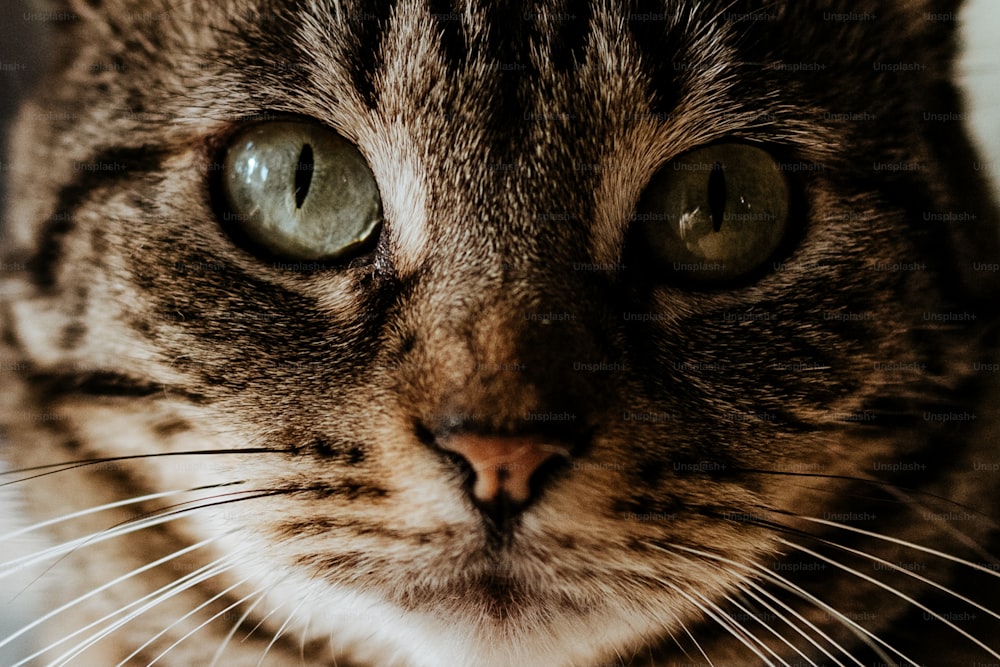 um close up de um gato com olhos verdes