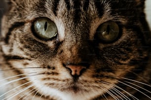 a close up of a cat with green eyes