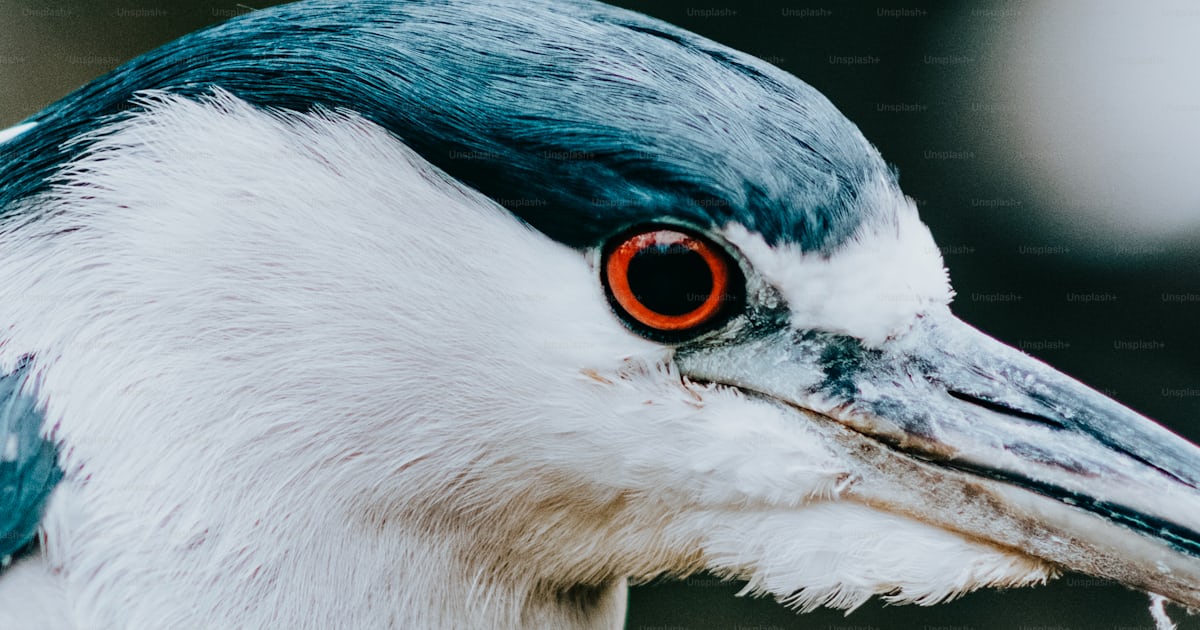 Gros plan d’un oiseau aux yeux rouges photo – Yeux rouges Photo sur ...