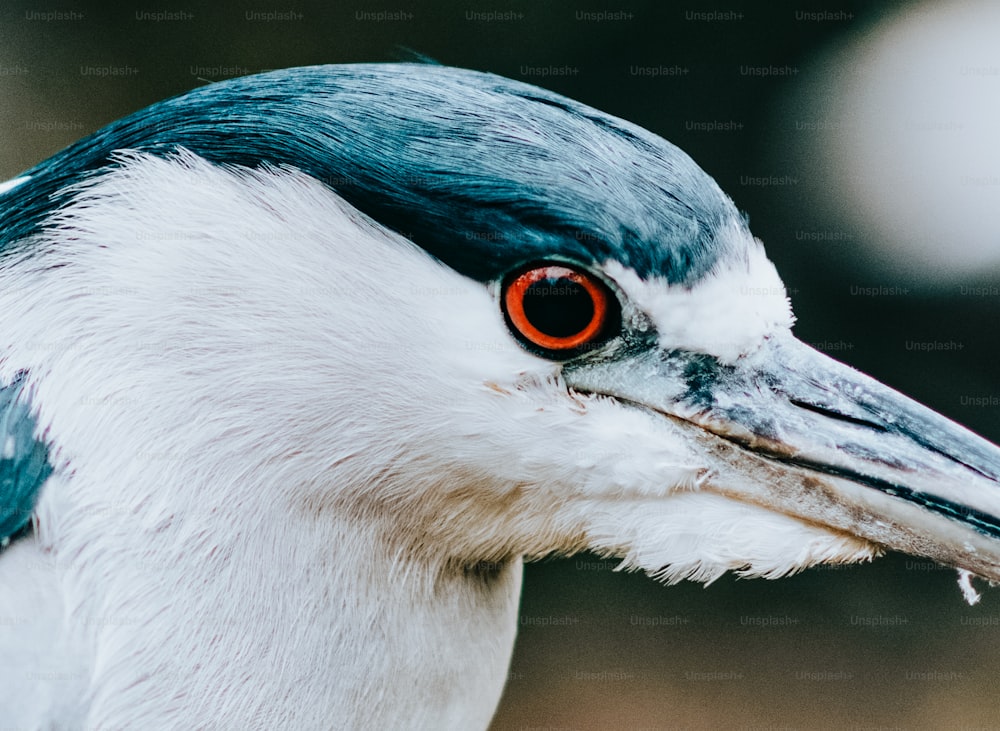 a close up of a bird with a red eye