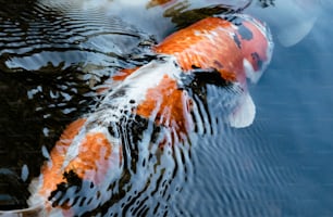 two orange and white koi fish swimming in a pond