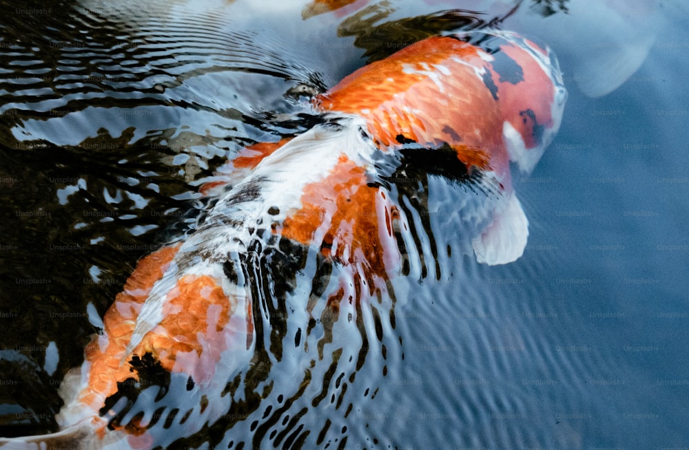 Due pesci koi arancioni e bianchi che nuotano in uno stagno