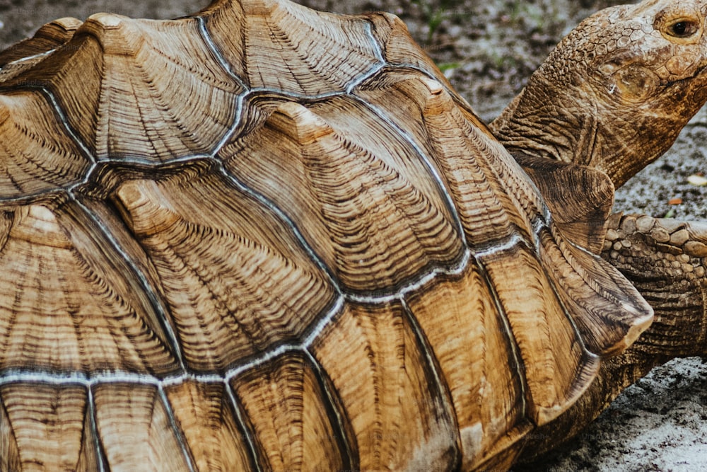 a close up of a turtle on the ground