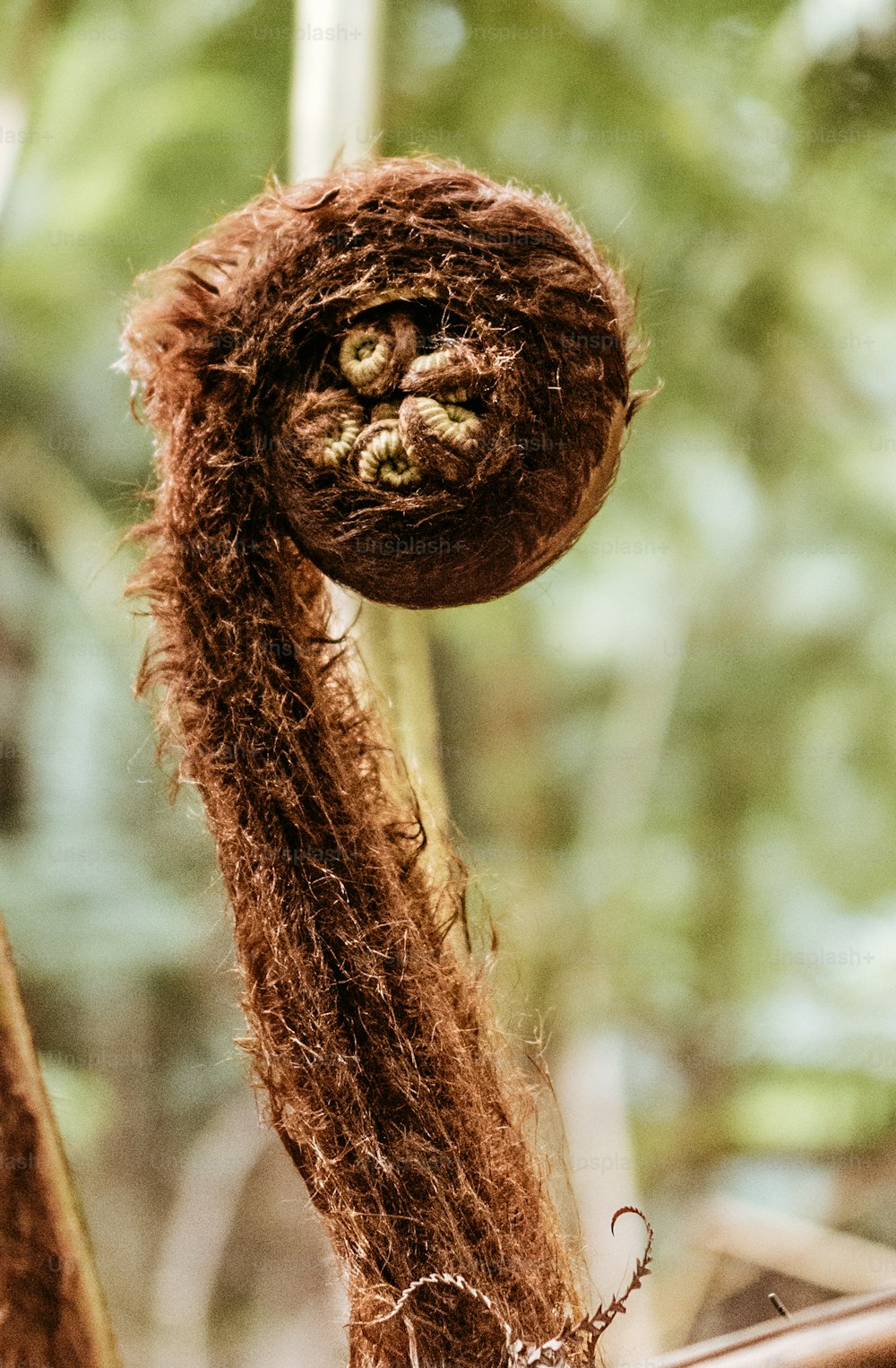 um close up de uma planta com um rosto assustador
