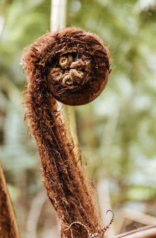 a close up of a plant with a creepy face