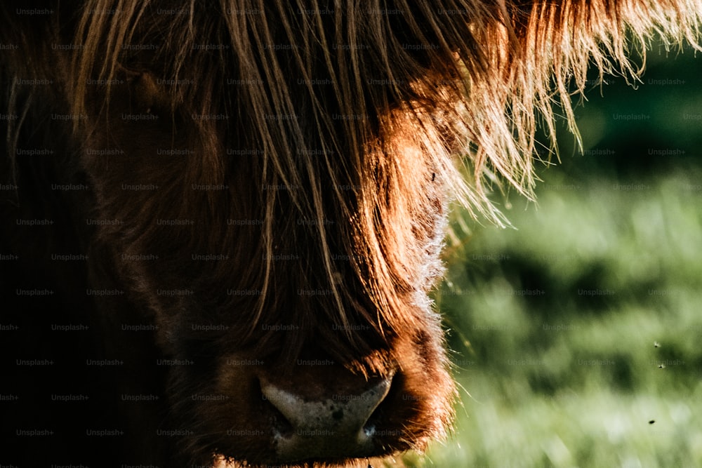 Un primer plano de la cabeza de una vaca marrón