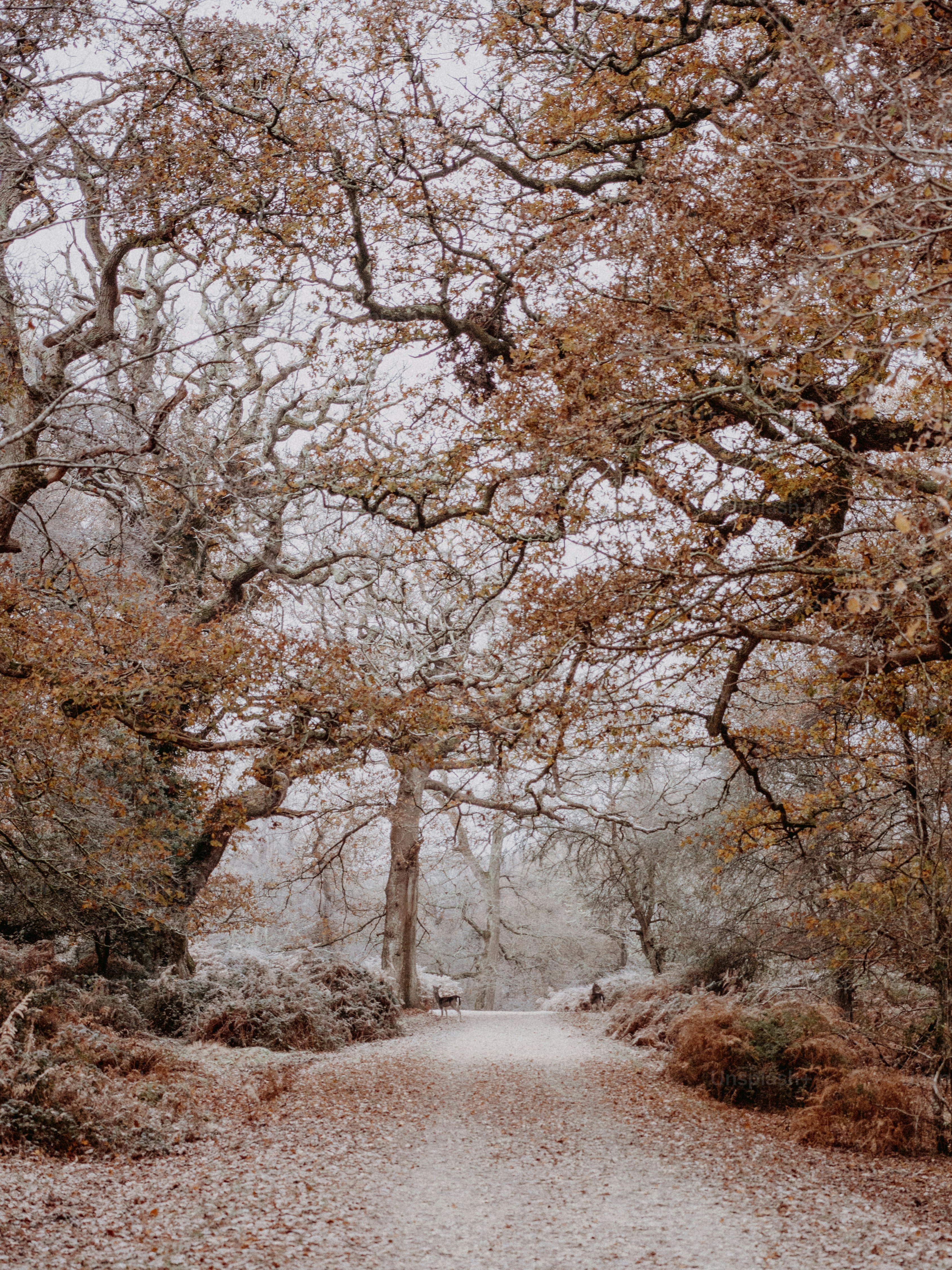 a dirt road surrounded by trees and leaves
