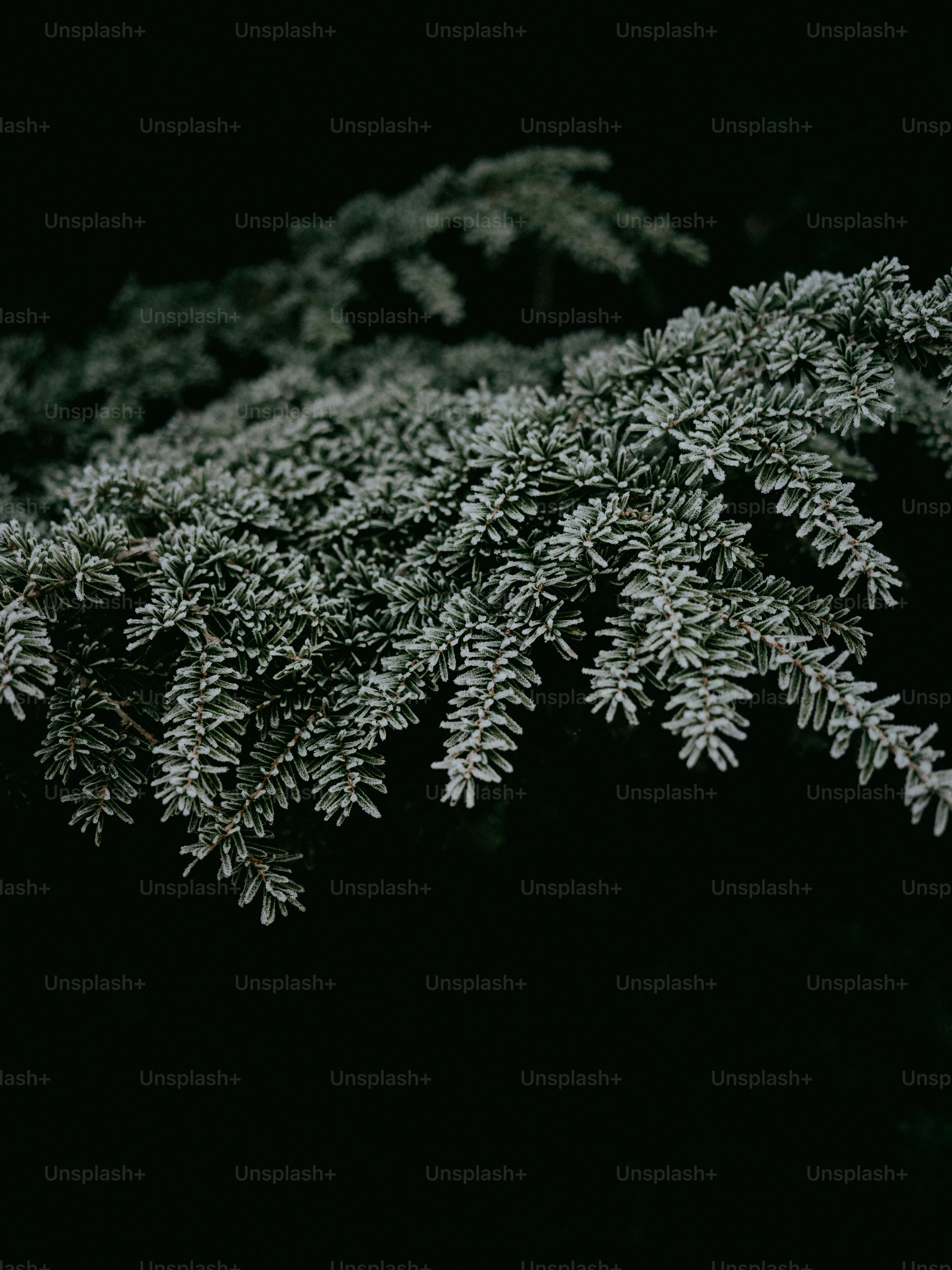 A close up of a tree branch with snow on it photo – Forest Image on ...