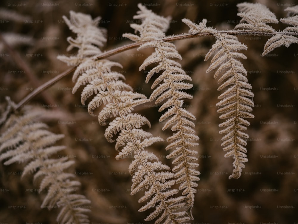 um close up de uma planta com geada sobre ela