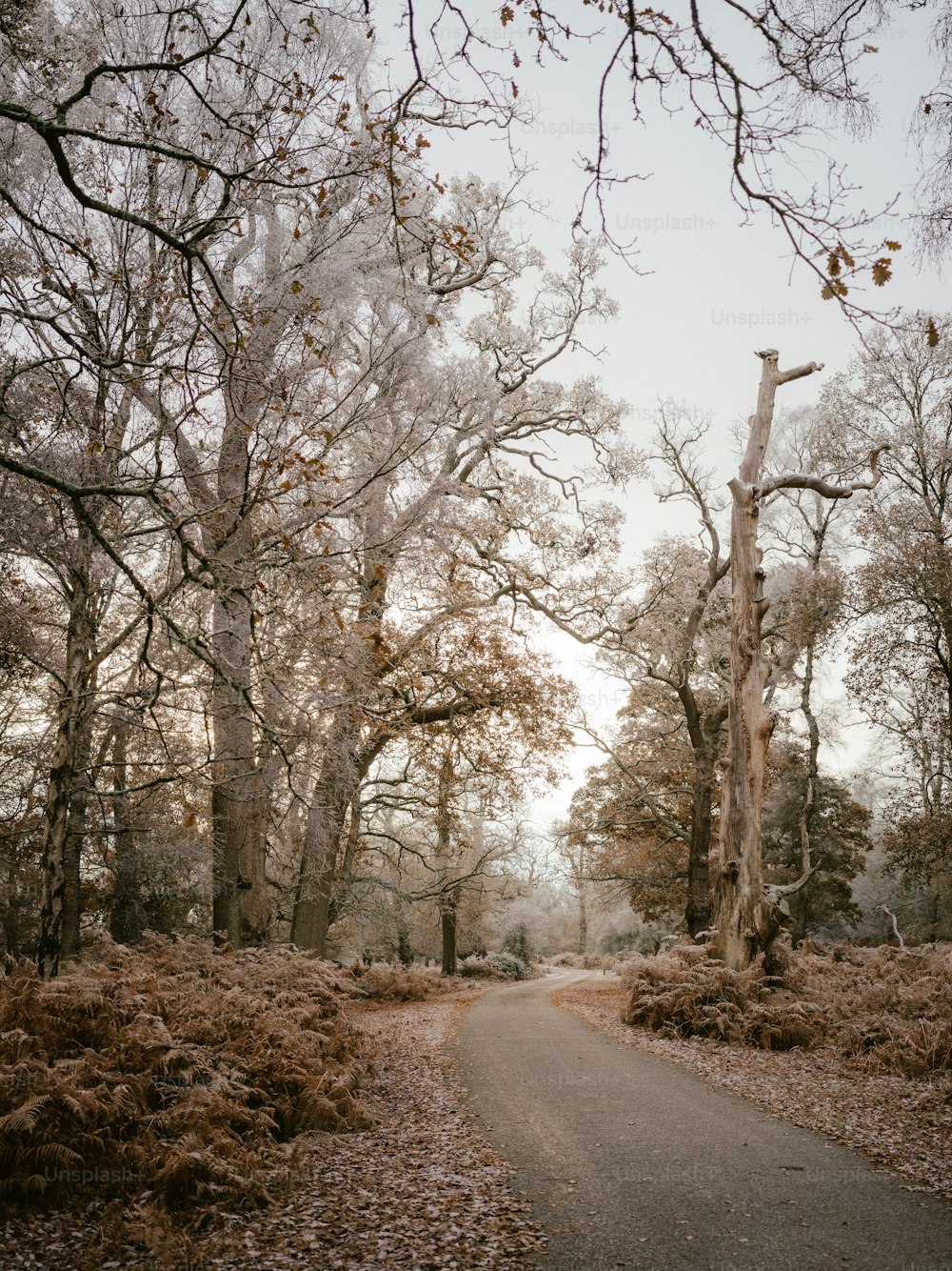 a dirt road surrounded by trees and leaves