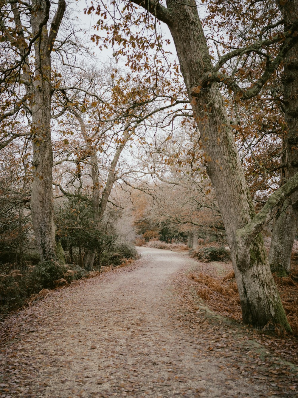 una strada sterrata circondata da alberi e foglie