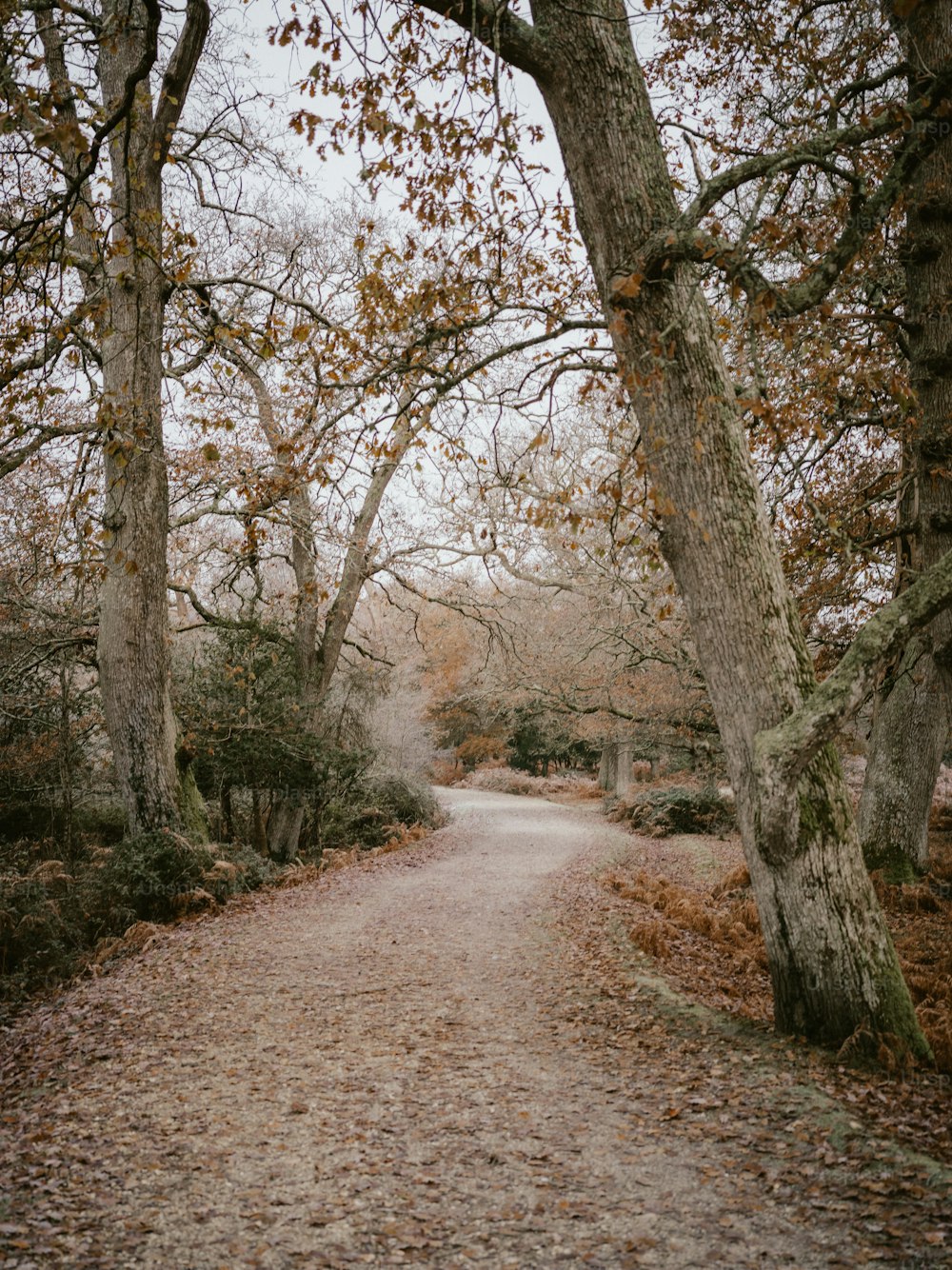 a dirt road surrounded by trees and leaves